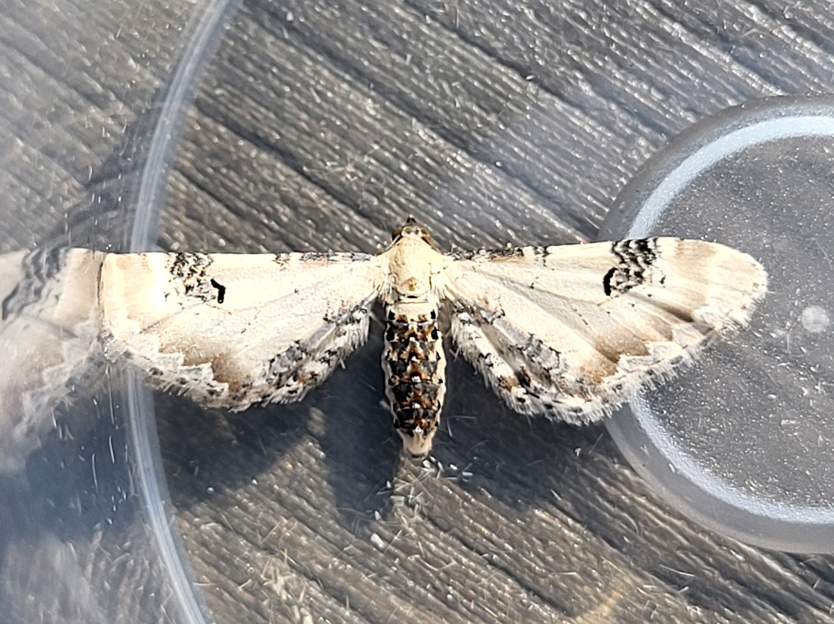 Photo of Lime-speck Pug (Eupithecia centaureata)